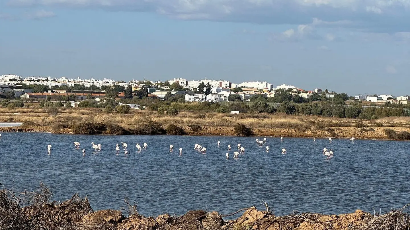 Flamingos